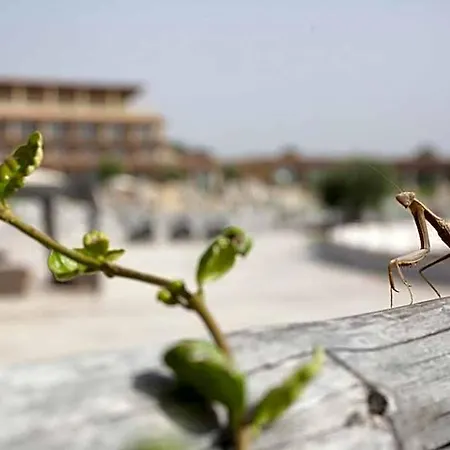 Eco Dei Siriti نوفا سيري